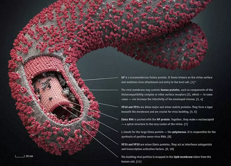 A 2014-es Ebola-j�rv�ny az eddigi legs�lyosabb