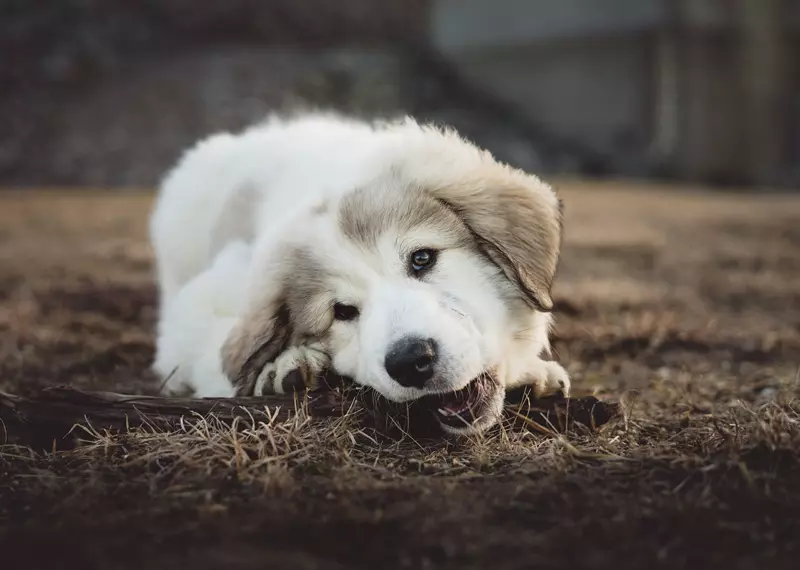 A kuty�k t�kr�zik gazd�juk stresszes �llapot�t