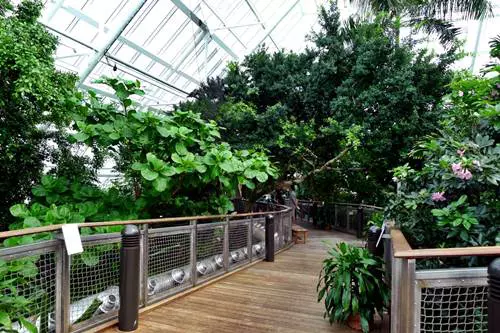 Moody Gardens, a Rainforest Piramis belseje
