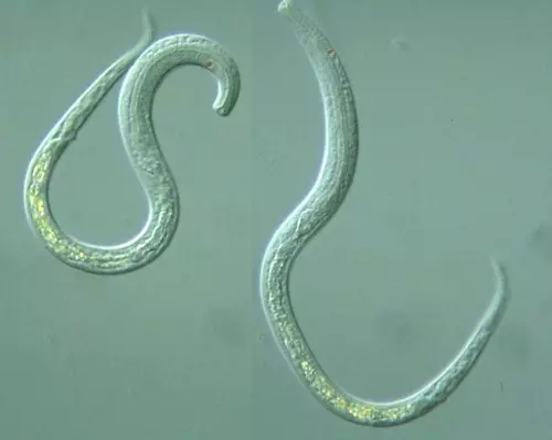 A talajfauna �s vizsg�lati m�dszerei