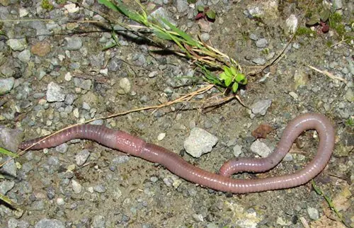 A talajfauna �s vizsg�lati m�dszerei