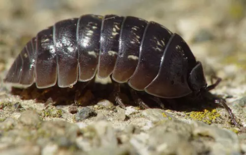 A talajfauna �s vizsg�lati m�dszerei