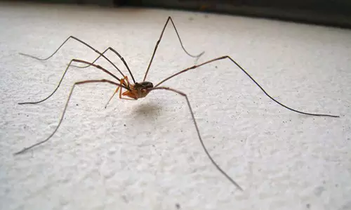A talajfauna �s vizsg�lati m�dszerei