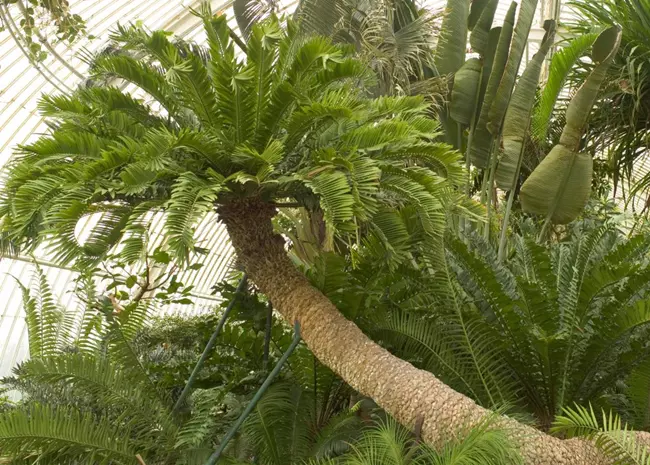 A vil�g legid�sebb cserepes n�v�nye, egy cik�sz, a kew-i Kir�lyi Botanikus Kertekben