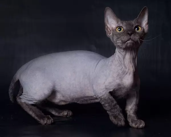Minskin t�rpemacska