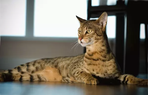 Ashera macska