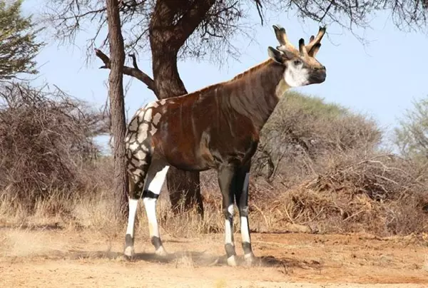 Sivatherium rekonstrukci�
