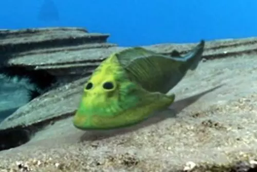 Cephalaspis rekonstrukci�ja