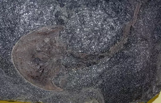 Hemicyclaspis fossz�lia