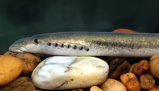 Folyami ingola (Lampetra fluviatilis)