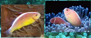 Boh�chal (Amphiprion sp.)