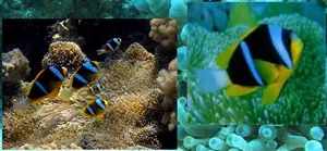 Boh�chal (Amphiprion sp.)