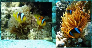 Boh�chal (Amphiprion sp.)