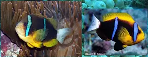Boh�chal (Amphiprion sp.)