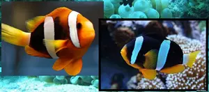Boh�chal (Amphiprion sp.)