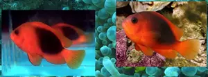 Boh�chal (Amphiprion sp.)