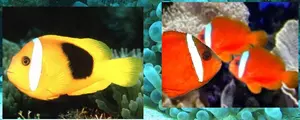 Boh�chal (Amphiprion sp.)