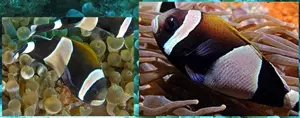 Boh�chal (Amphiprion sp.)