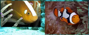 Boh�chal (Amphiprion sp.)