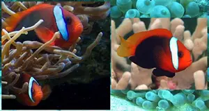 Boh�chal (Amphiprion sp.)