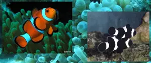 Boh�chal (Amphiprion sp.)