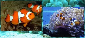 Boh�chal (Amphiprion sp.)