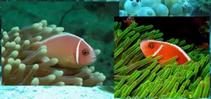 Boh�chal (Amphiprion sp.)
