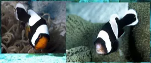 Boh�chal (Amphiprion sp.)
