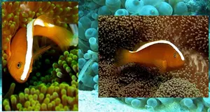 Boh�chal (Amphiprion sp.)