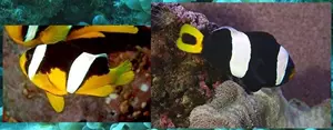 Boh�chal (Amphiprion sp.)