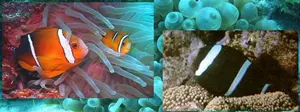Boh�chal (Amphiprion sp.)