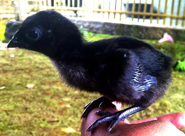Ayam Cemani csibe