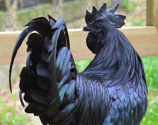 Ayam Cemani kakas