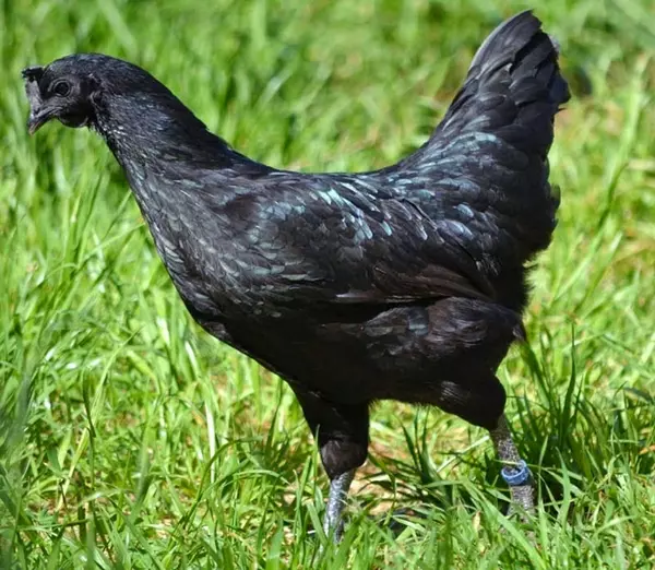 Ayam Cemani ty�k