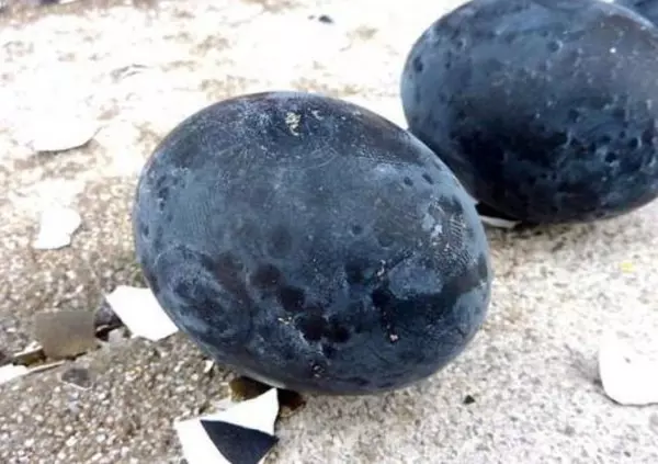 Ayam Cemani toj�s