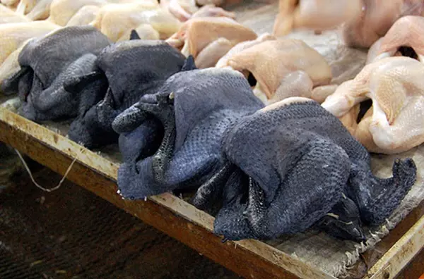 Ayam Cemani kopasztva