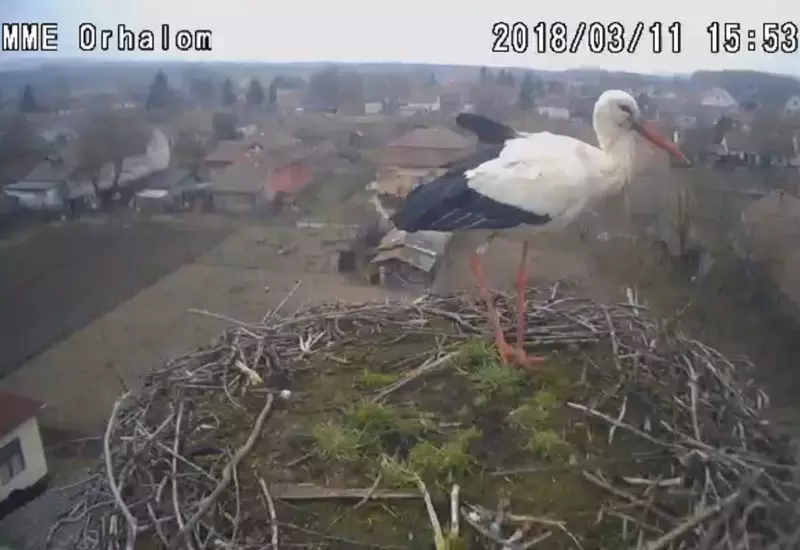 B�r�, a g�lya, �rhalmi f�szk�ben