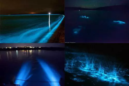 Biolumineszcens �b�l