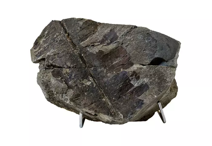 Bjuvia thalensis lev�llenyomat
