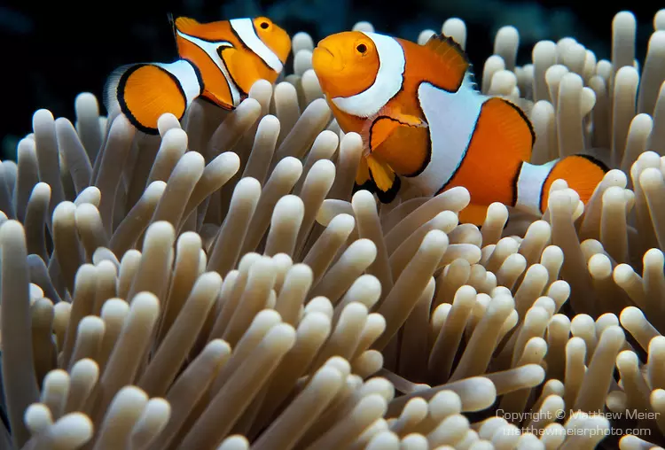 Boh�chal (Amphiprion sp.)