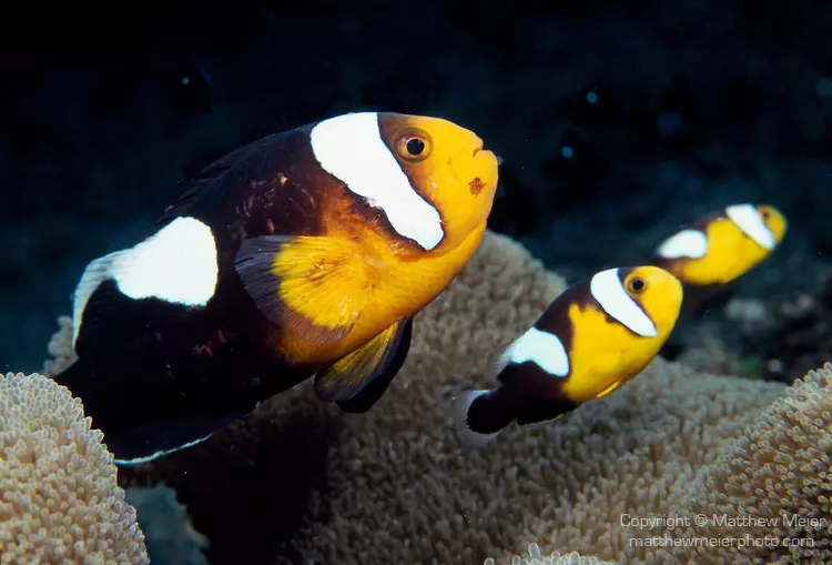 Boh�chal (Amphiprion sp.)