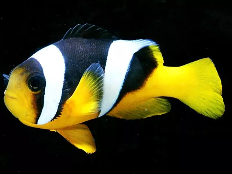 Boh�chal (Amphiprion sp.)