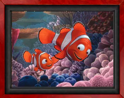 Boh�chal (Amphiprion sp.)