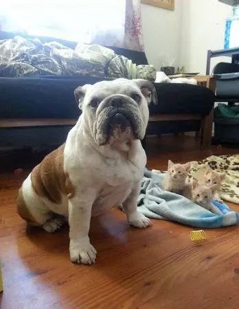 Buldog fogadott �r�kbe hat kiscic�t