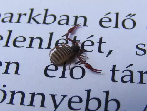 �rdekes �zeltl�b�ak a lak�sban