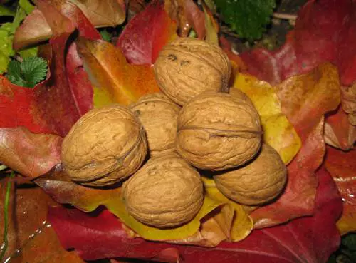 Di� (Juglans regia)