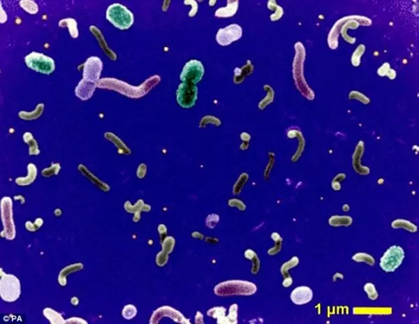 Egy bakt�rium is felel�s a glob�lis felmeleged�s�rt?