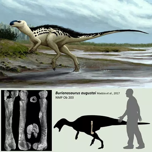 A Burianosaurus augustai rekonstrukci�ja �s t�pusp�ld�ny�nak (NMP Ob 203) fossz�li�ja