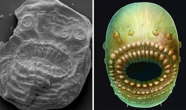 Saccorhytus fossz�lia �s rekonstrukci� (saccus)