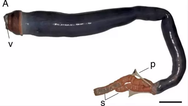 �ri�s haj�f�reg - Kuphus polythamia